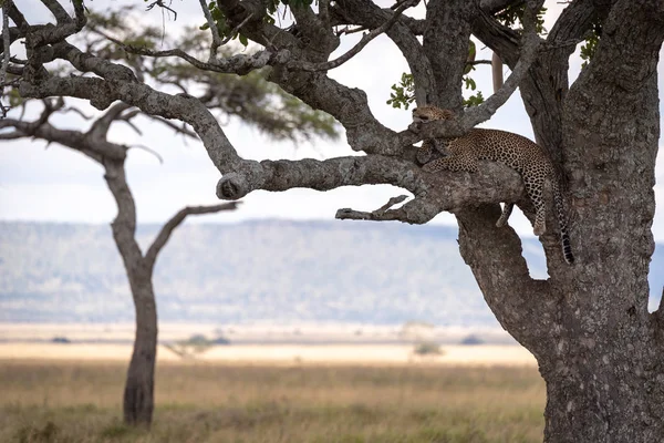 Mannelijke Luipaard Ligt Tak Schaduw — Stockfoto