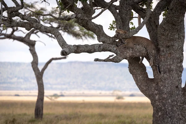 Macho Leopardo Encuentra Rama Sombra — Foto de Stock