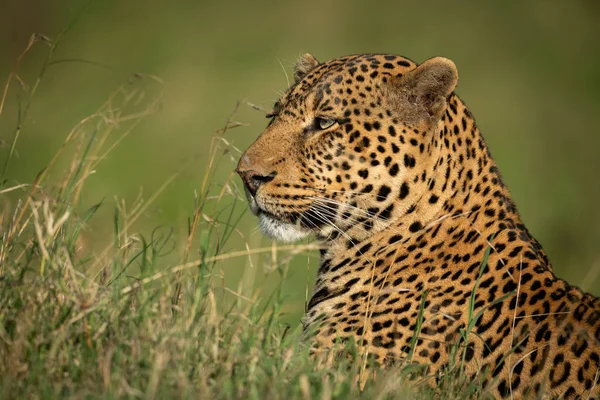 Mannelijke Luipaard Ligt Porren Hoofd Boven Gras — Stockfoto