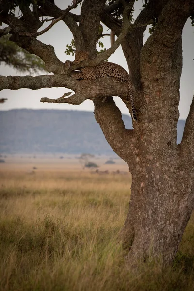 Muž Leopard Leží Ospale Větvi Stromu — Stock fotografie