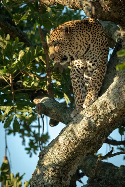 Leopardo Macho Olha Para Baixo Tronco Árvore — Fotografia de Stock