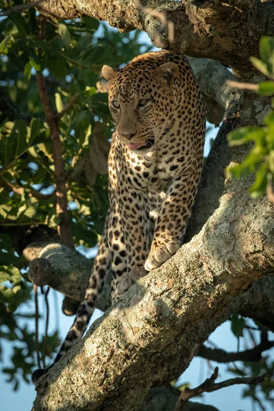 Чоловічий Леопард Дивиться Листяного Дерева — стокове фото