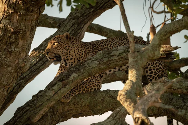 Leopardo Macho Olha Para Fora Galho Árvore — Fotografia de Stock