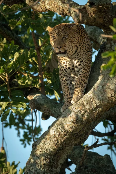 Male Leopard Looks Out Tree Trunk — Stock Photo, Image