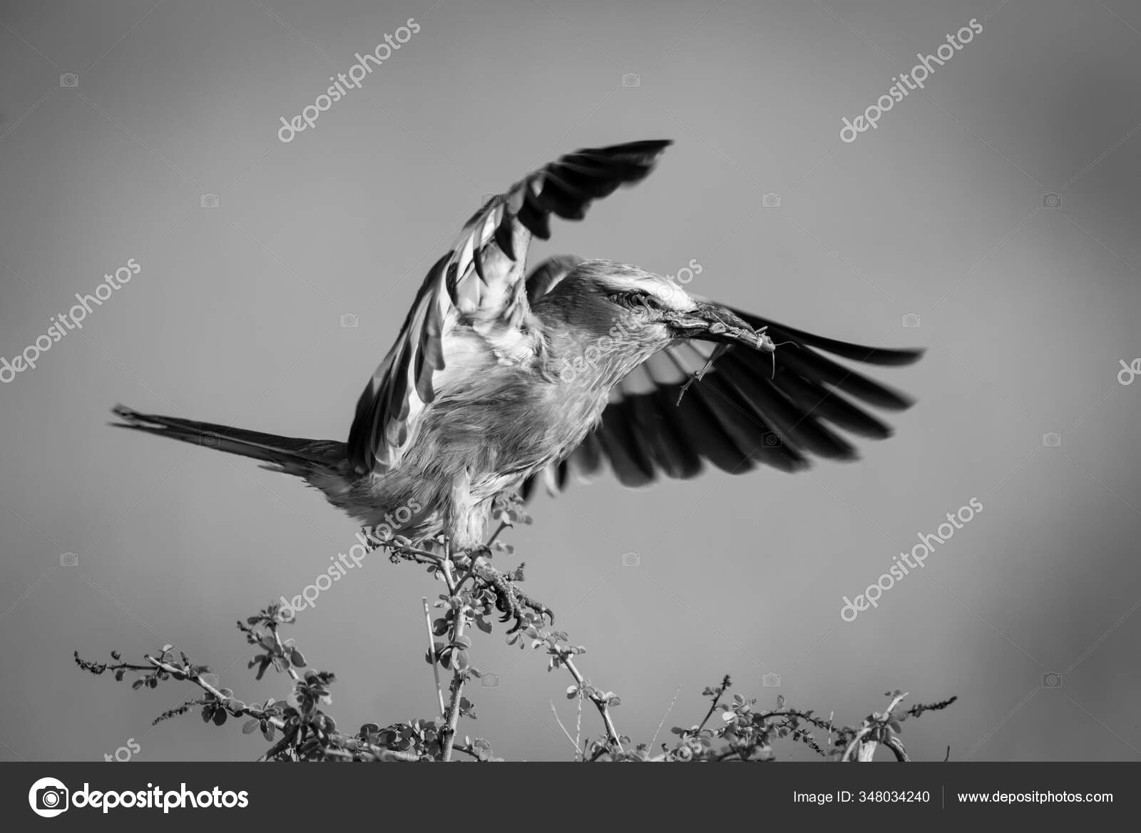 东非Safari – 动物篇（下） – Jia Stories, image size:1600x1168