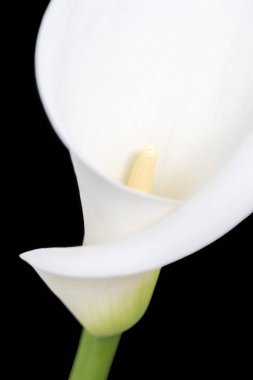 Beyaz arum veya bulanık petal ve kök, calla lily Close-up shot siyah bir arka plan karşı