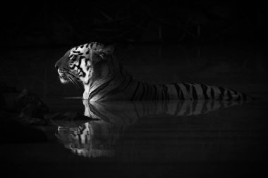 Bengal kaplan için boynunu bir su kuyusu karanlık gölgeler içinde yer almaktadır. Adı Maya 'Enchantress' ve o kafasında turuncu ve siyah çizgili beyaz lekeler vardır. Hindistan Tadoba Andhari kaplan yedekte bir Nikon D810 ile Mayıs ayında ateş 