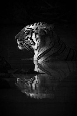 Bengal kaplan için boynunu bir su kuyusu karanlık gölgeler içinde yer almaktadır. Adı Maya 'Enchantress' ve o kafasında turuncu ve siyah çizgili beyaz lekeler vardır. Hindistan Tadoba Andhari kaplan yedekte bir Nikon D810 ile Mayıs ayında ateş 