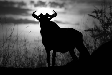 Ufuktaki mavi bir antilop gün batımında sarı ve turuncu bir gökyüzüne karşı siluetlendi. Boynuzları güneşe karşı görünürdü ve başı dönük dururdu. Kenya 'daki Masai Mara Ulusal Rezervi' nde Nikon D810 ile vuruldu. 