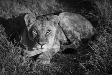 Bir aslan, alacakaranlıktaki altın ışıkta başını kameraya doğru kaldırmış yatıyor. Sarı kahverengi bir ceketi ve altın rengi kahverengi gözlerinde fenerleri var. Nisan 2016 'da Botswana' daki Moremi Oyun Rezervi 'nde Nikon D810 ile çekildi. Iso 125, 220 mm, f / 8, 
