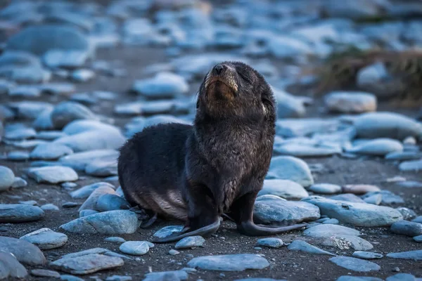 Cachorro Foca Piel Antártica Con Los Ojos Cerrados — Foto de Stock