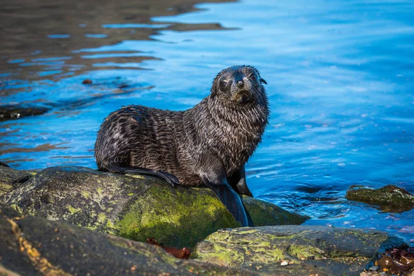 Pälsförsegling Från Antarktis Mossbelagd Klippa — Stockfoto