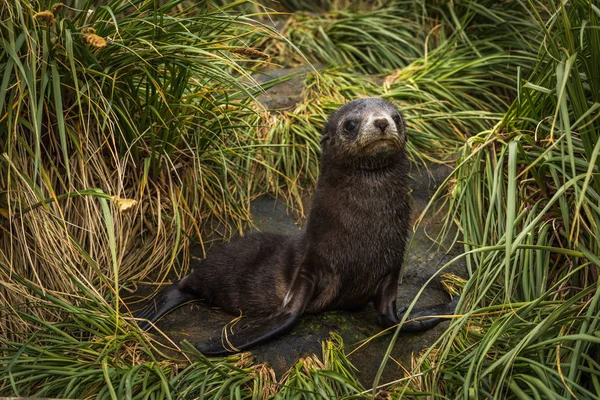 Cachorro Foca Piel Antártica Calcetines Hierba — Foto de Stock