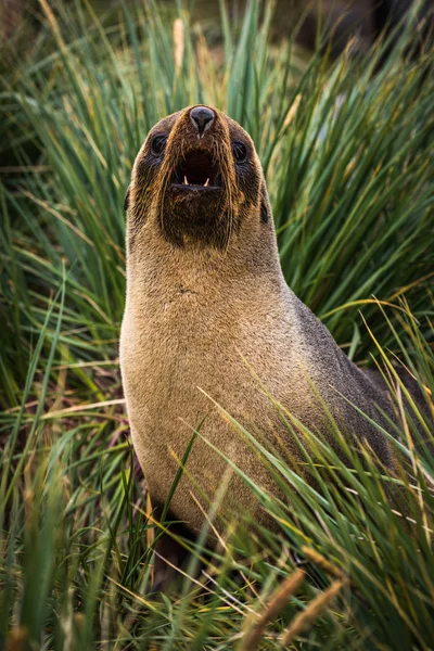 Foca Piel Antártica Primer Plano Hierba Tussock — Foto de Stock