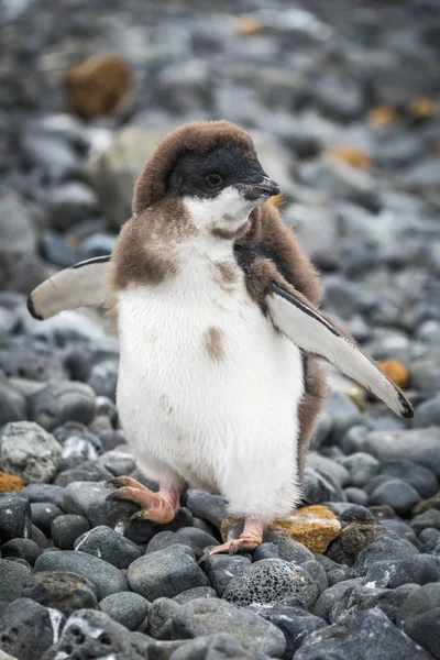 Pinguim Adelie Com Barbatanas Levantadas — Fotografia de Stock