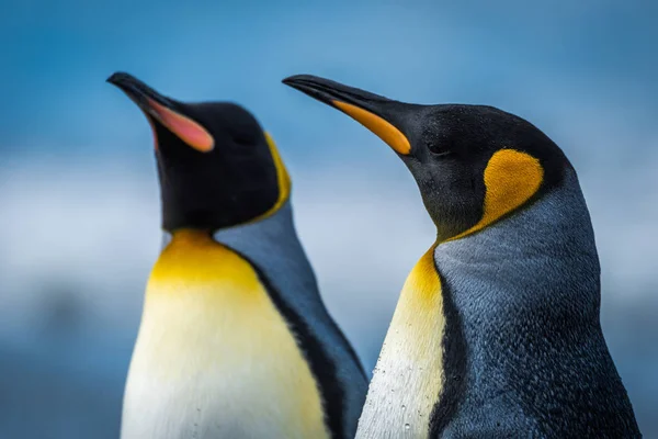 Primer Plano Dos Pingüinos Rey Pie Lado Lado —  Fotos de Stock