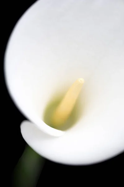 Close Blurred Centre White Arum Calla Lily Shot Black Background — Stock Photo, Image