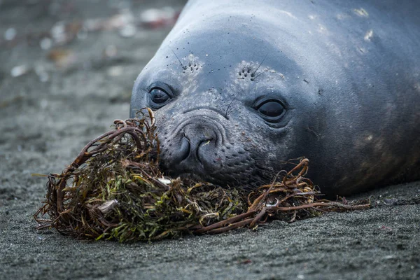 Primer Plano Foca Elefante Que Descansa Sobre Algas Marinas —  Fotos de Stock