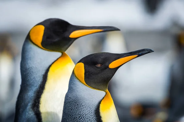 Primer Plano Dos Pingüinos Rey Mirando Hacia Futuro —  Fotos de Stock