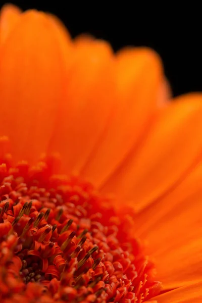 Close Part Centre Orange Gerbera Blurred Petals Black Background — Stock Photo, Image