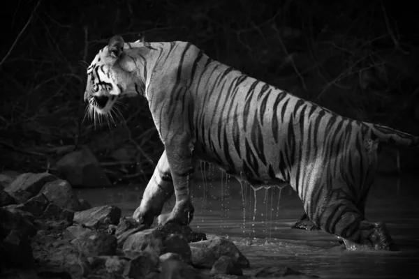 ベンガルの緊張は暗い影に包まれた水の穴から登る 名前はマヤ エンチャントドレス 頭には白パッチのオレンジと黒のストライプが施されています 2017年5月にインドのタドバ アンダリ タイガー保護区でニコンD810で撮影 — ストック写真