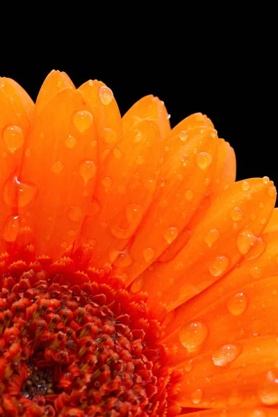 Close Centre Petals Orange Gerbera Sprinkled Raindrops Black Background — Stock Photo, Image