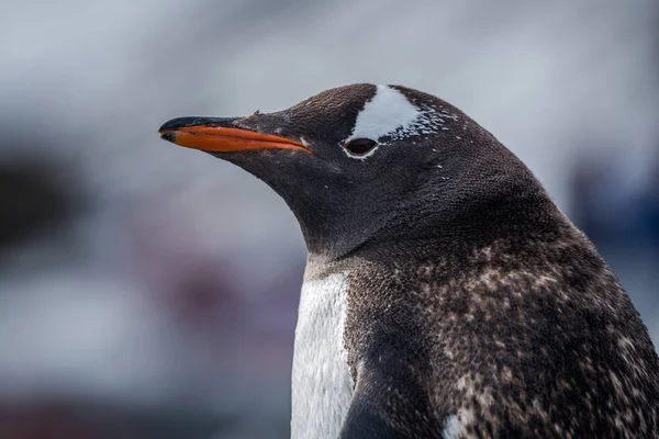 Close Pinguim Gentoo Com Fundo Borrado — Fotografia de Stock