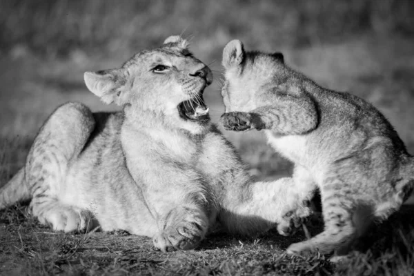 两只狮子幼崽在草地上打斗 一只是用爪子拍另一只 另一只是张嘴 他们有金色的外套 在清晨的阳光下看起来更暖和 在坦桑尼亚塞伦盖蒂国家公园被Nikon D850开枪击中 — 图库照片