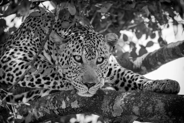 Мужчина Леопард Лежит Ветке Покрытой Лишайником Смотрит Вниз Имеет Коричневое — стоковое фото