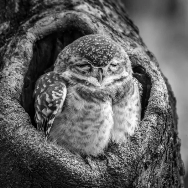 Κοντινό Πλάνο Ενός Μωρού Εντοπίστηκε Owlet Κοιμάται Μια Τρύπα Ένα — Φωτογραφία Αρχείου