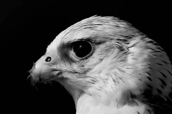 Close Cabeça Gyrfalcon Branco Com Comida Seu Bico Contra Fundo — Fotografia de Stock