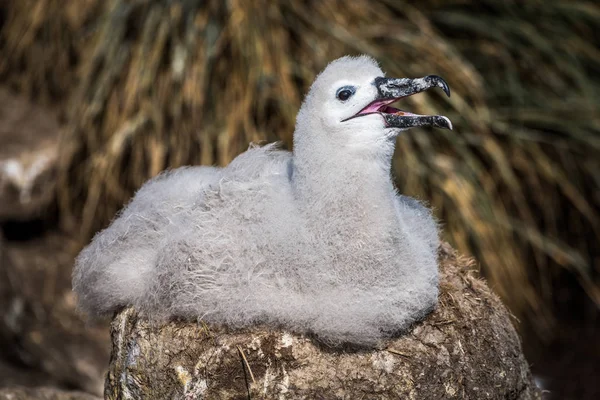 Fekete Szemű Albatrosz Tyúk Hívja Anyát Fészekből — Stock Fotó