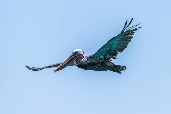 Pelícano Marrón Deslizándose Cielo Azul Claro — Foto de Stock