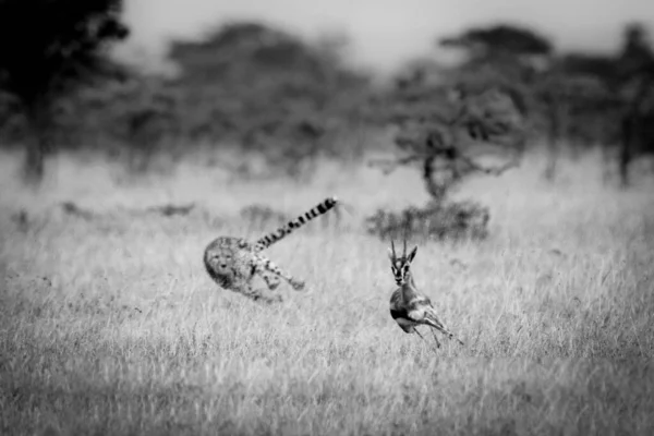 Cheetah Chases Thomson Gazelle Clearing Amongst Whistling Thorn Acacia Trees — Stock Photo, Image