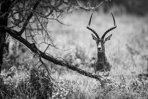 Ein Männlicher Impala Steht Vorsichtig Hinter Einem Baum Mit Einem — Stockfoto