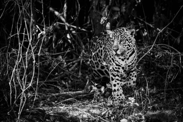 一只美洲豹在巴西茂密的森林中徘徊 它有一件黄褐色的外套 有黑斑和金黄色的眼睛 2016年9月在巴西Pantanal被Nikon D800开枪击中 — 图库照片