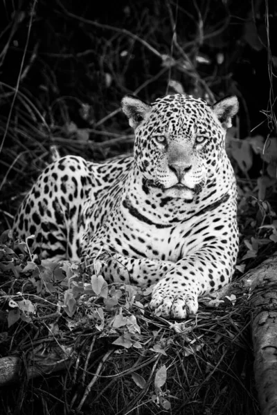 Jaguar Est Couché Tête Levée Vers Caméra Dans Une Forêt — Photo