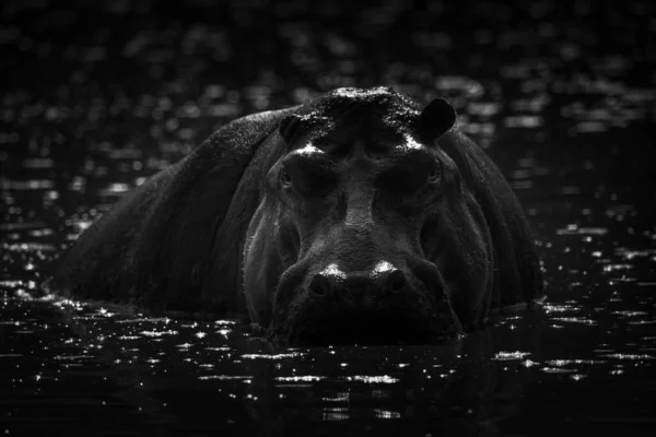 Hipopótamo Macho Retroiluminado Está Medio Sumergido Agua Mirando Amenazadoramente Hacia —  Fotos de Stock