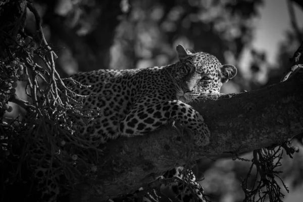 Леопард Лежит Ветке Дерева Полузакрытыми Глазами Чёрные Пятна Коричневой Шубе — стоковое фото
