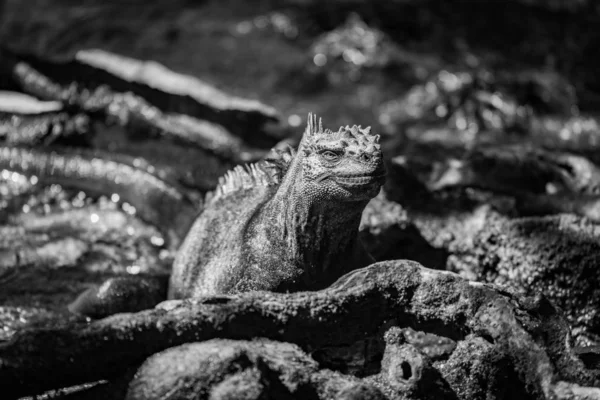 Una Iguana Marina Yace Luz Del Sol Entre Rocas Hojas — Foto de Stock