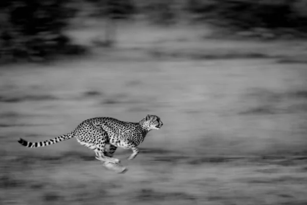 Cheetah Races Its Legs Tucked Its Body Has Golden Fur — Stock Photo, Image