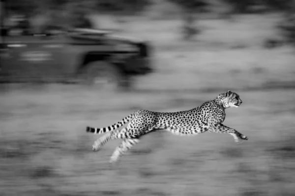 一只猎豹和一辆绿色的狩猎卡车在后面赛跑 它有覆盖着黑斑的金色毛皮 它的腿和背景因缓慢的快门速度而模糊不清 2018年7月在肯尼亚Masai Mara被Nikon D850开枪击中 — 图库照片