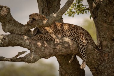 Erkek leopar gün ışığında dalda uyur.