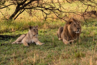 Erkek aslan ve dişi aslan yan yana yatar.
