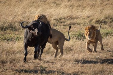 Erkek aslan başka bir bufaloyla Cape Buffalo 'ya saldırdı.
