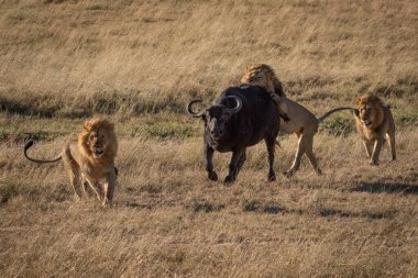 Erkek aslan diğerleriyle birlikte Cape Buffalo 'ya saldırdı.