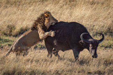 Erkek aslan Cape Buffalo 'ya tutunuyor.