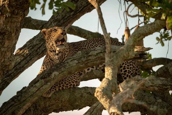 Leopardo Macho Olha Para Cima Partir Ramos Torcidos — Fotografia de Stock