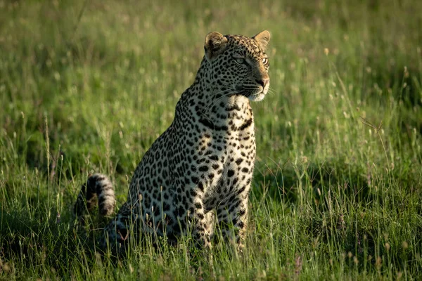 雄性豹子坐在草地上 直视四周 — 图库照片