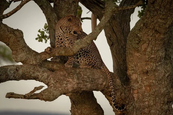 Muž Leopard Sedí Větvi Ohlíží — Stock fotografie